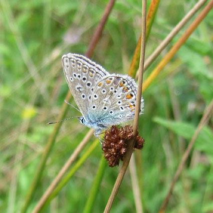 The butterfly, correctly identified as a Male Common Blue (Polyommatus icarus)