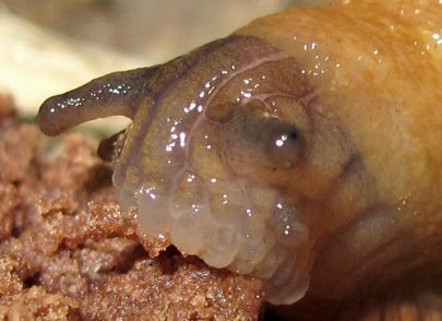 A macro shot of the feeding slug
